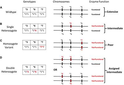 Beyond Single Nucleotide Polymorphisms: CYP3A5∗3∗6∗7 Composite and ABCB1 Haplotype Associations to Tacrolimus Pharmacokinetics in Black and White Renal Transplant Recipients